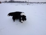 Snow Dog 2