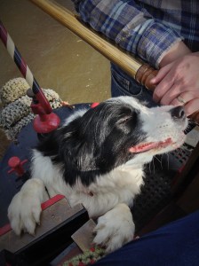 Happy 7th Birthday Wish